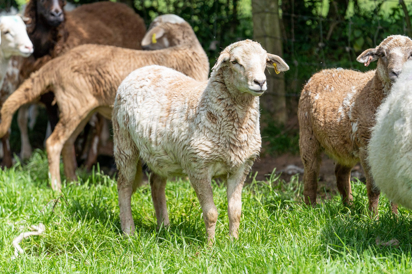 Half Lamb Box