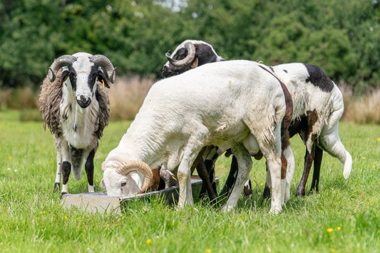 Half Hogget box